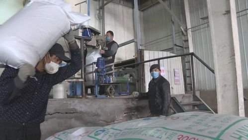 戰疫情 保供應 飼料廠加緊生產與生物飼料研發